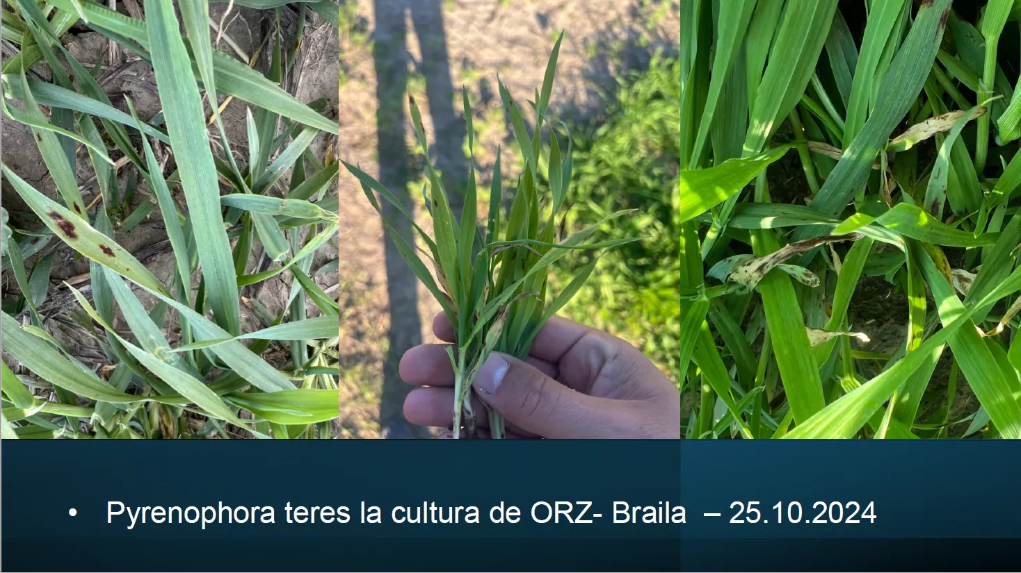 grau